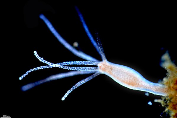 Kraken darknet зеркала кракен обход