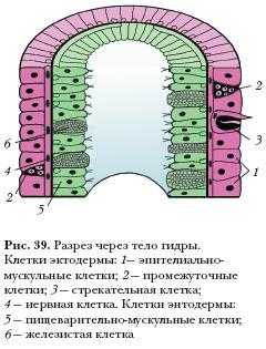 Кракен сайт ссылка kr2web in